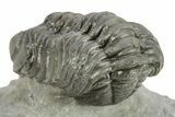 Austerops Trilobite - Visible Eye Facets #259596-4